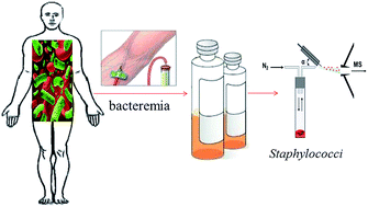 Graphical abstract:Fast detection of volatile organic compounds from Staphylococcal blood cultures by CDI-MS