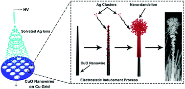 Graphical abstract:Electric-field-induced assembly of Ag nanoparticles on a CuO nanowire using ambient electrospray ionization
